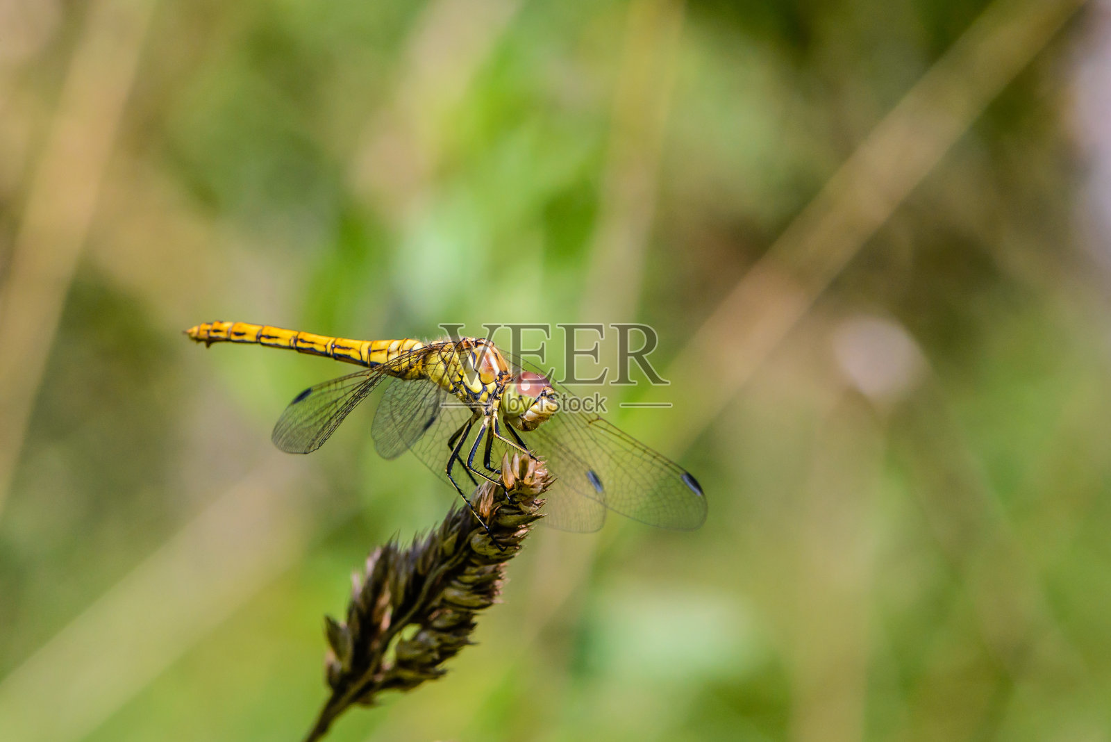 一只黄色的大蜻蜓坐在一片干燥的草叶上照片摄影图片