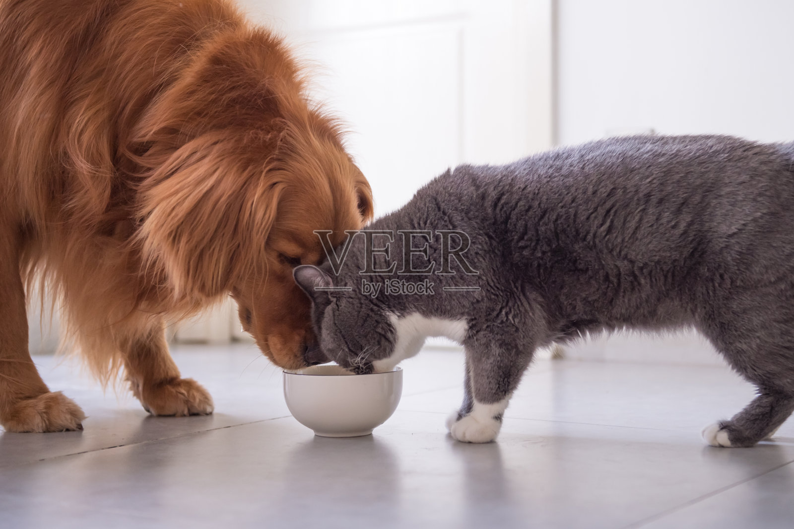 金毛猎犬和英国短毛猫正在进食照片摄影图片