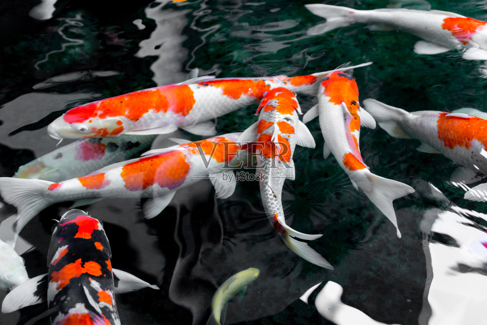 鲤鱼/锦鲤在池塘里游泳，日本的国家动物照片摄影图片