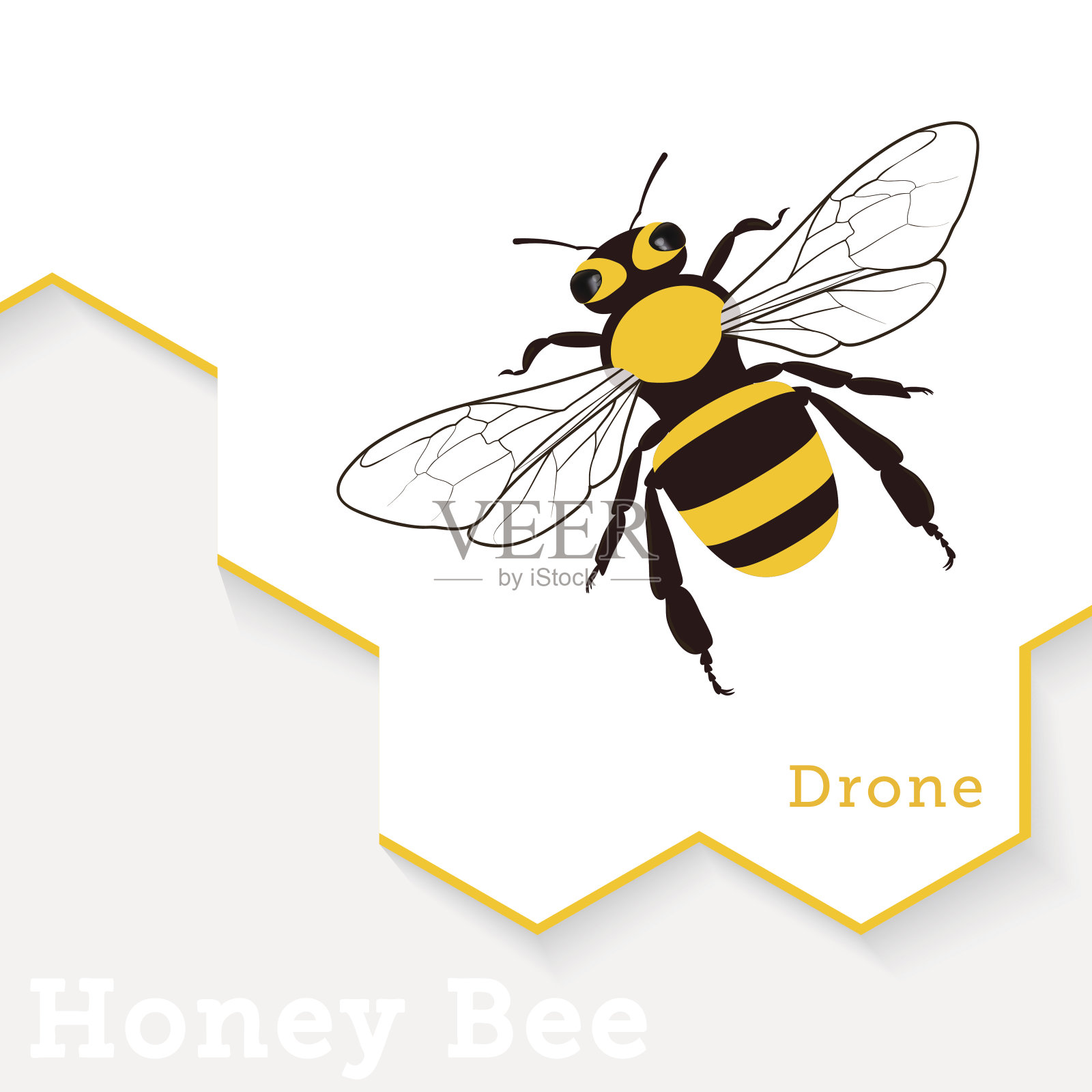 蜜蜂载体插图孤立在白色上设计元素图片