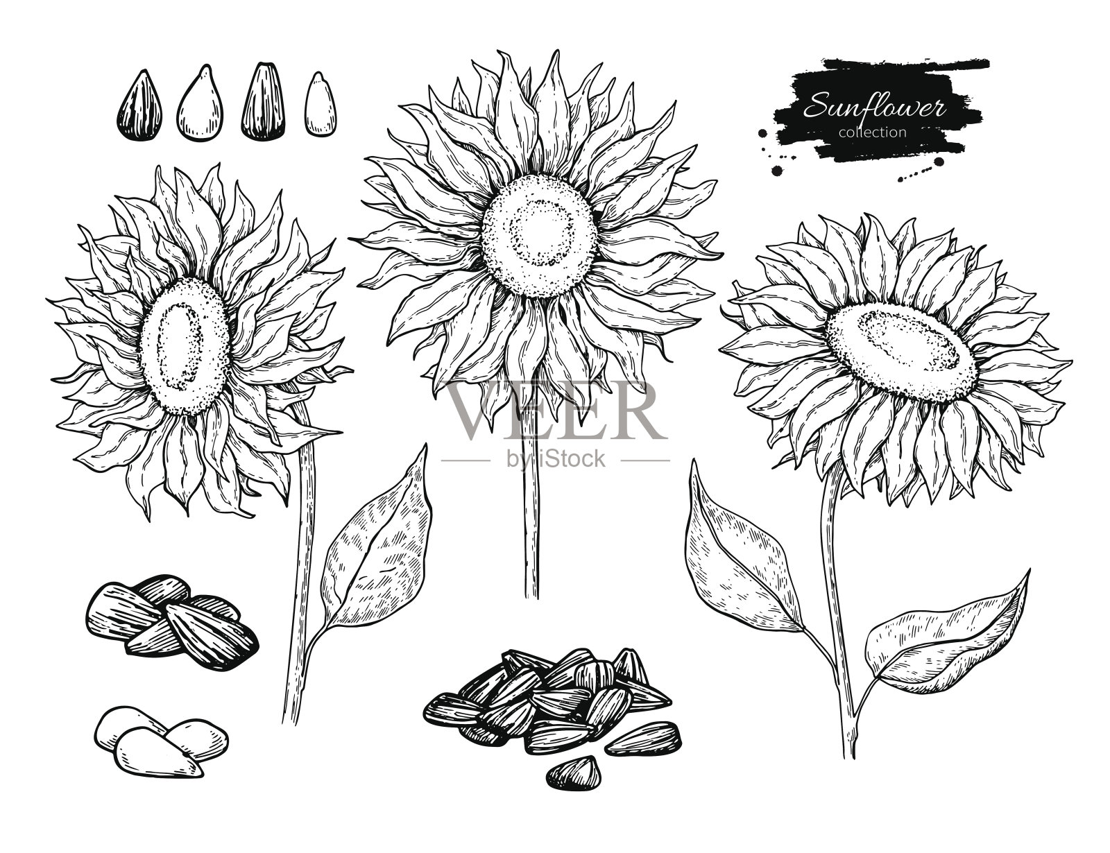 向日葵种子和花矢量绘图集。手绘孤立插图。食品成分示意图。插画图片素材
