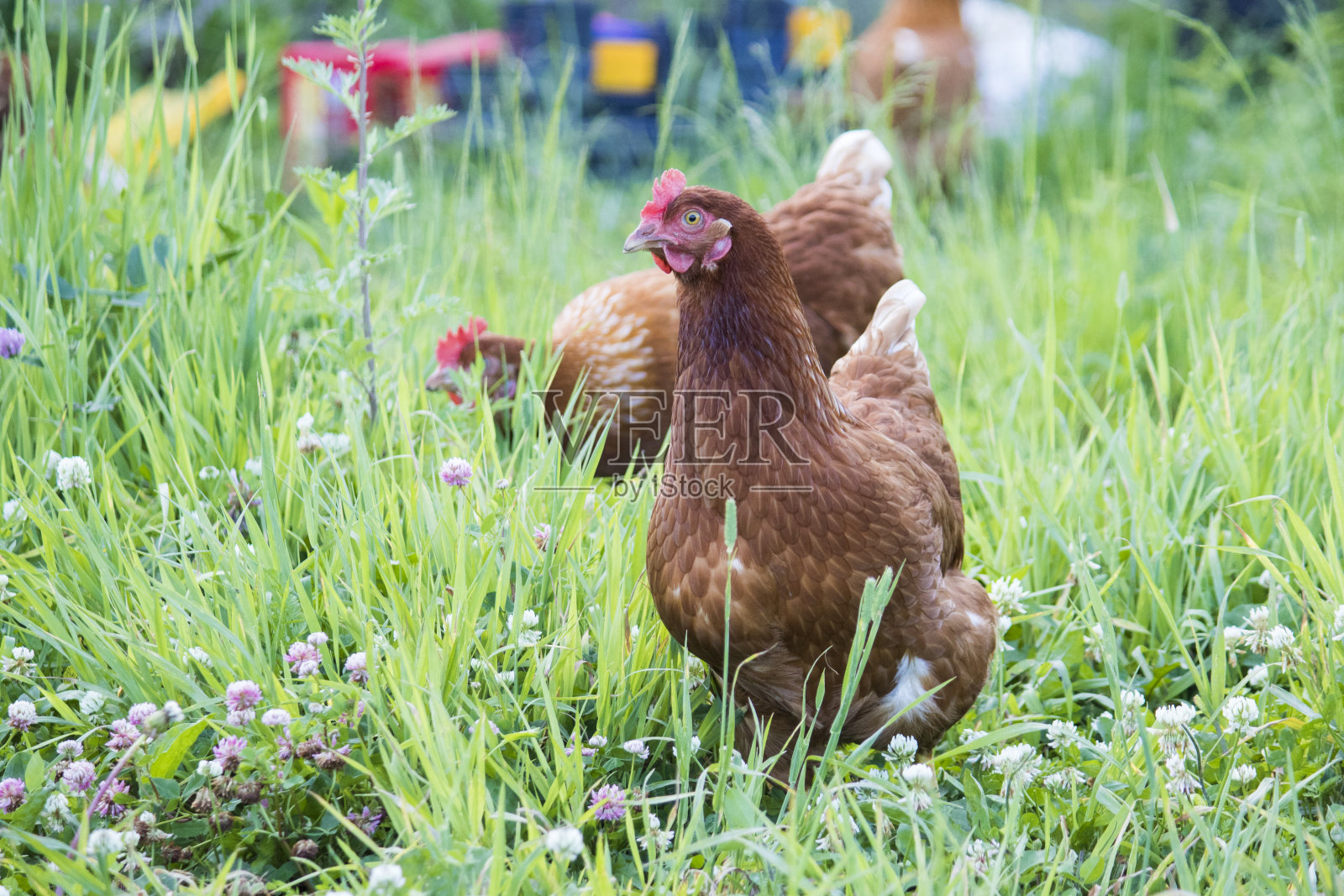 自由放养的母鸡照片摄影图片