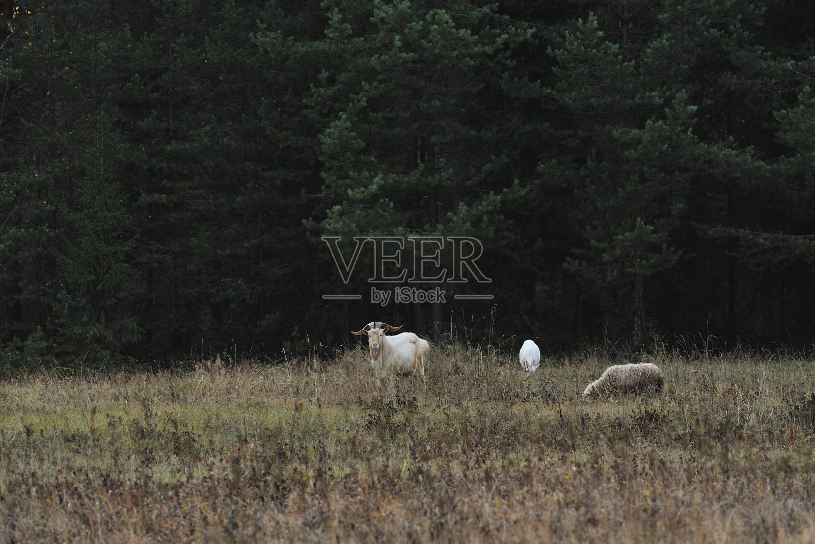 放牧绵羊和山羊照片摄影图片