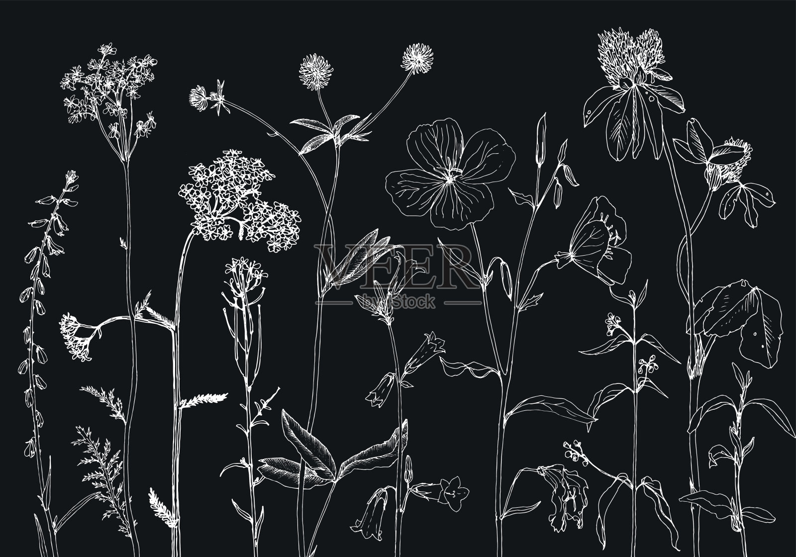 背景与绘制草本和花卉插画图片素材