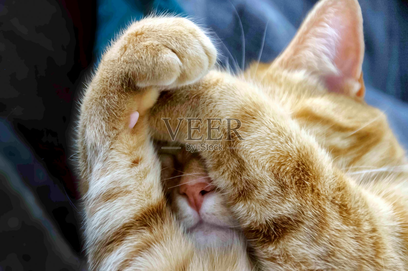可爱的橙色猫用爪子遮住脸照片摄影图片
