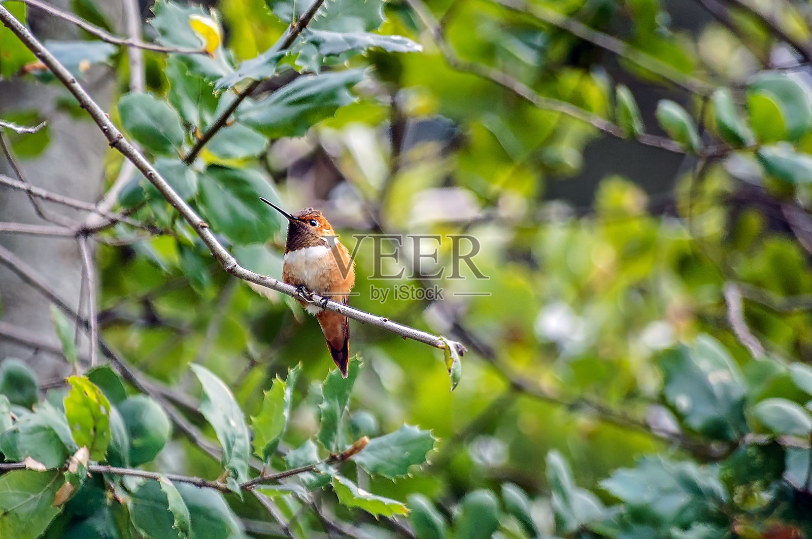 蜂鸟栖息在树枝上;专用的焦点照片摄影图片