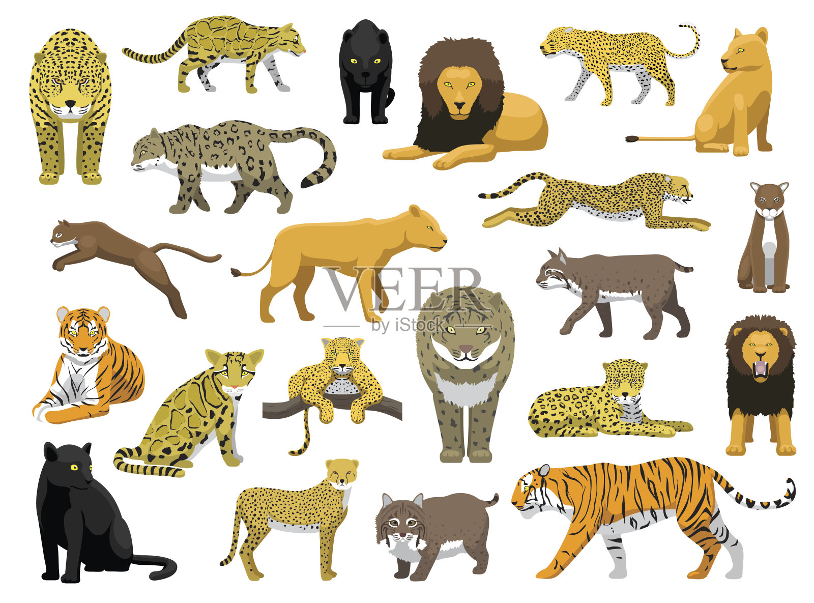 各种野猫豹矢量插图设计元素图片