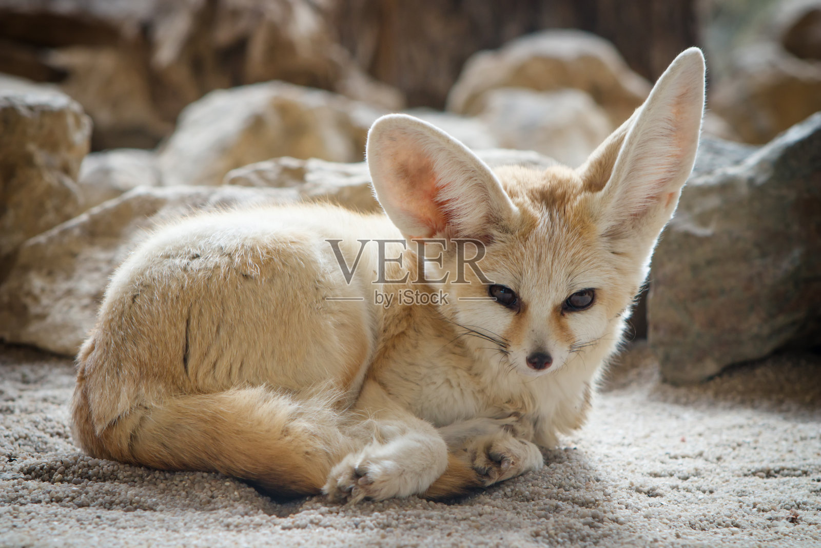 芬内克狐狸（伏尔佩斯·泽达）照片摄影图片