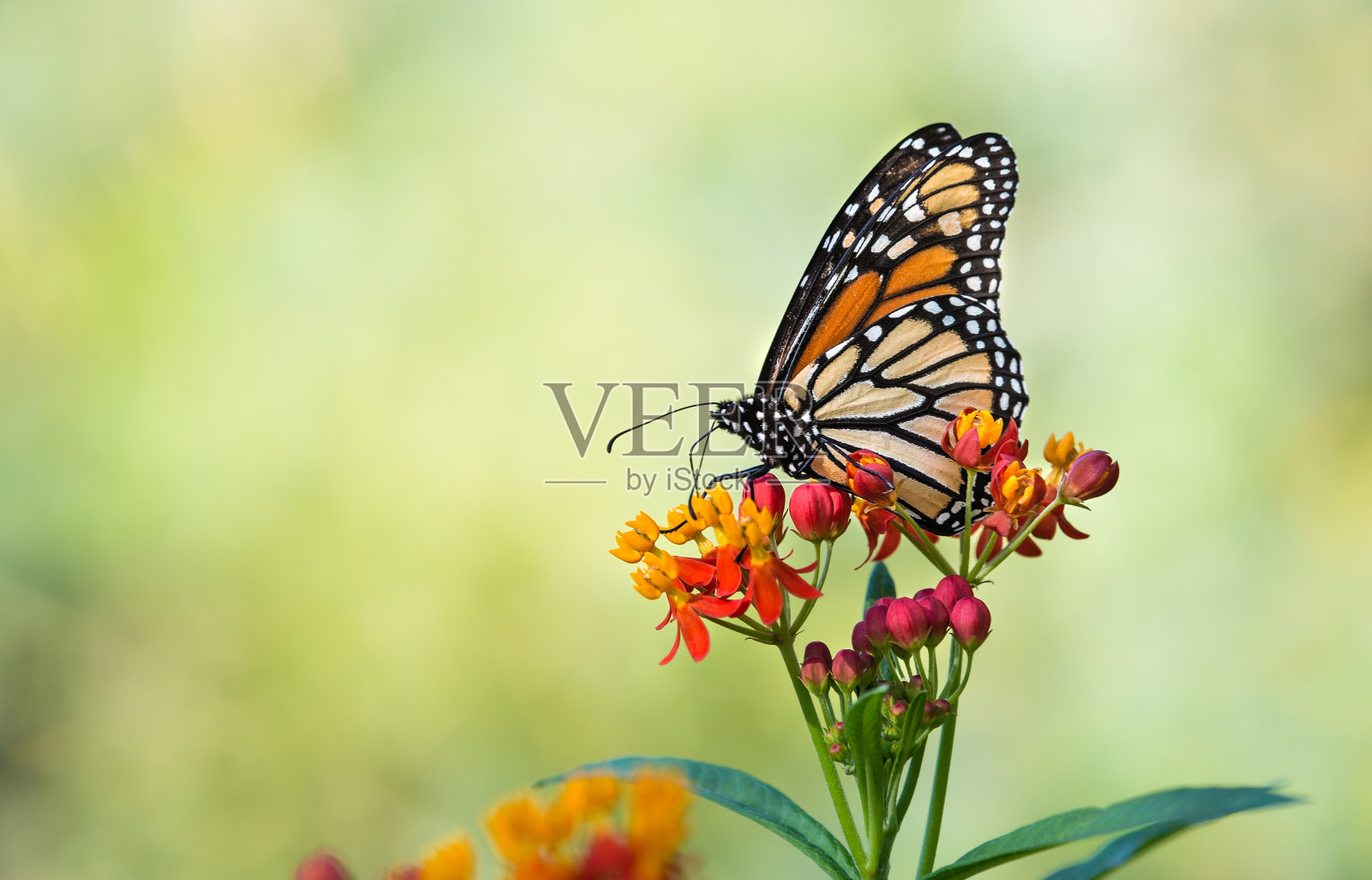 热带马利筋花上的黑脉金斑蝶照片摄影图片