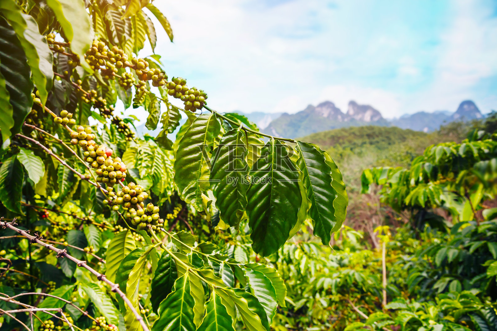 罗布斯塔咖啡农场和种植园在泰国南部山区。照片摄影图片