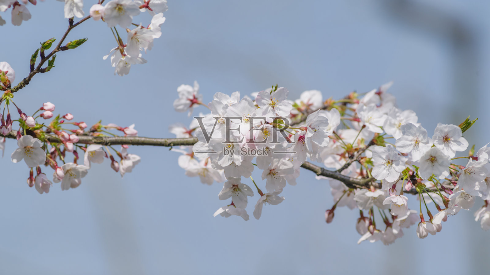 春花系列，美丽的樱花绽放。照片摄影图片