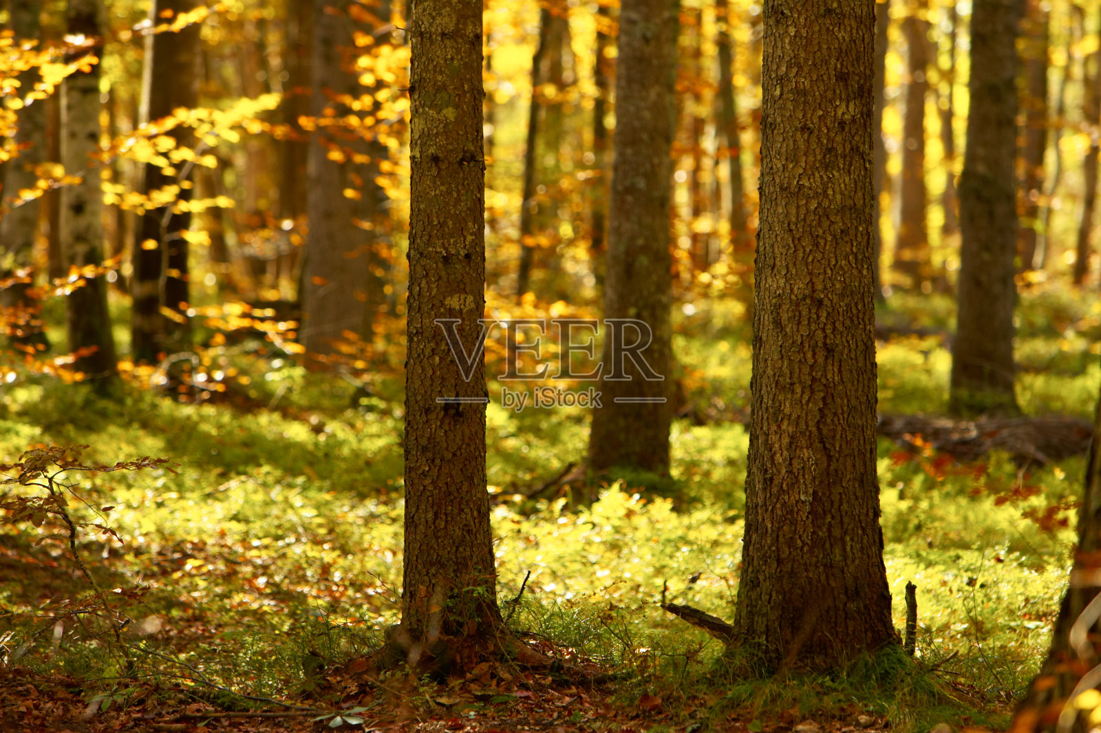 秋天的森林照片摄影图片