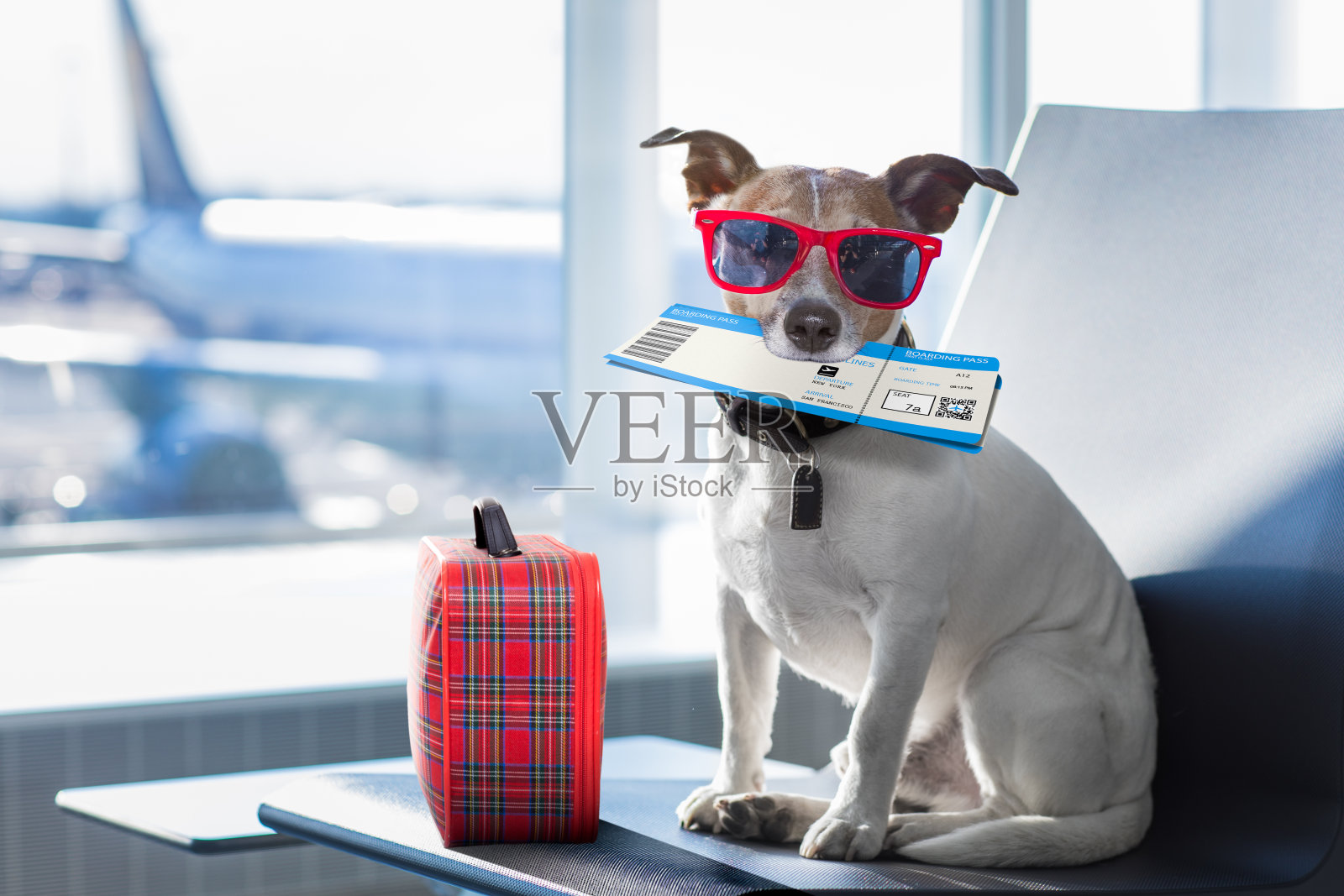 狗在机场候机楼度假照片摄影图片