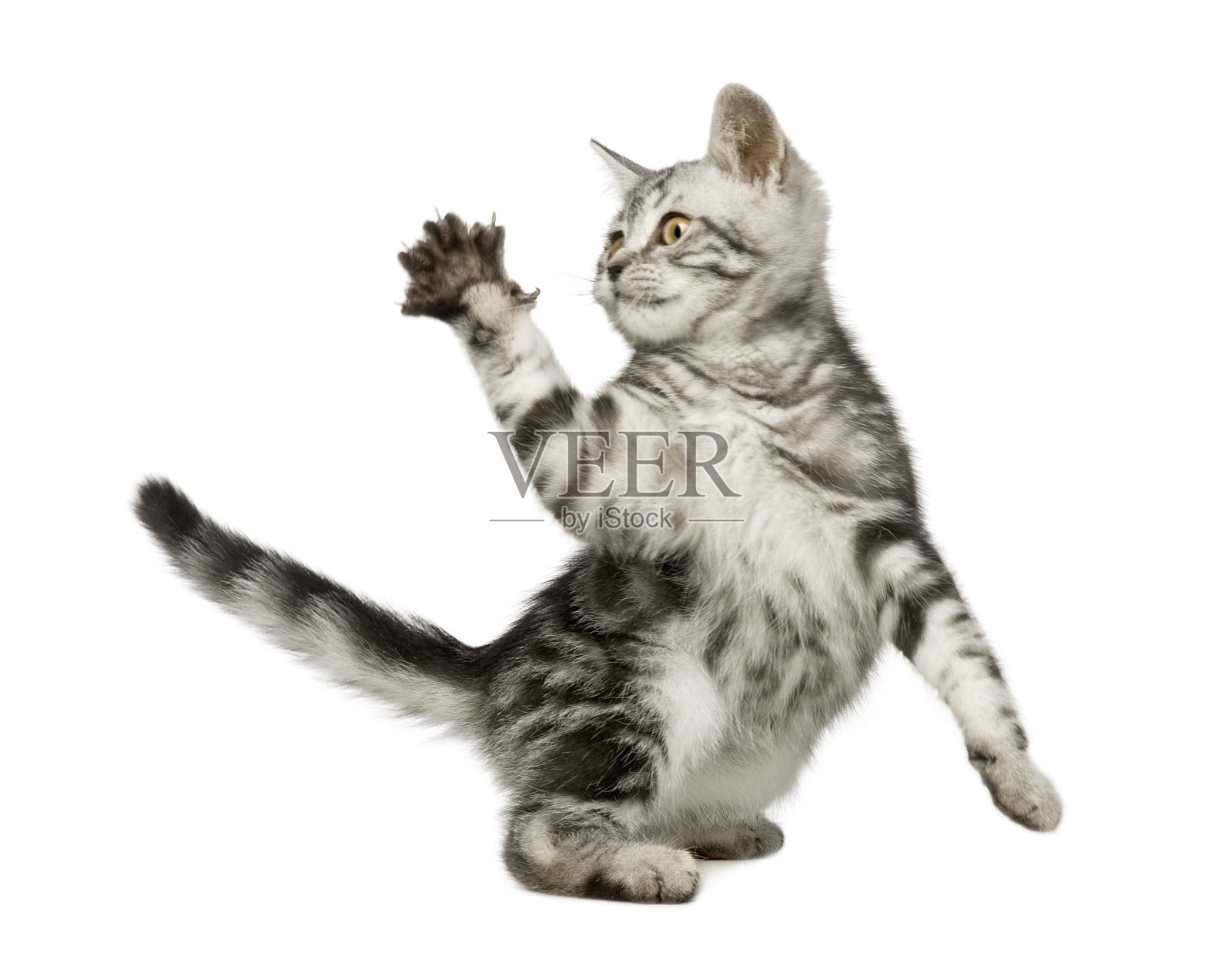 一只美丽的12周大西伯利亚猫举起它的爪子照片摄影图片