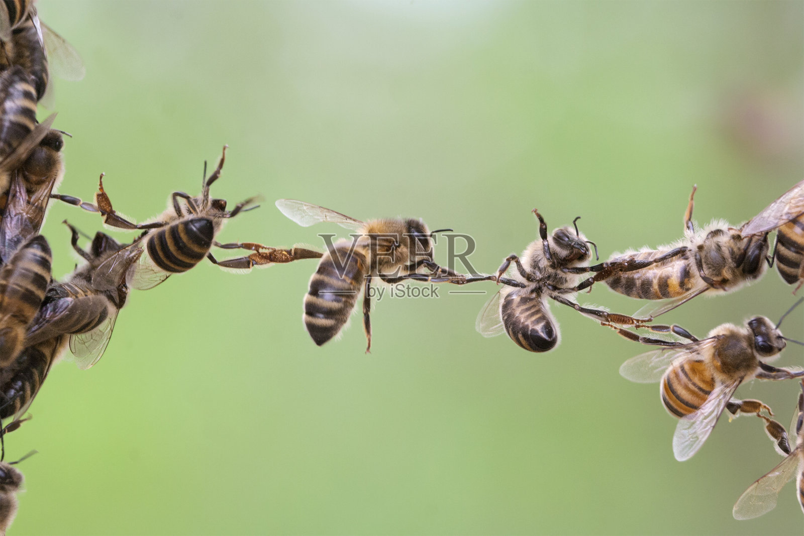 蜜蜂构建链照片摄影图片