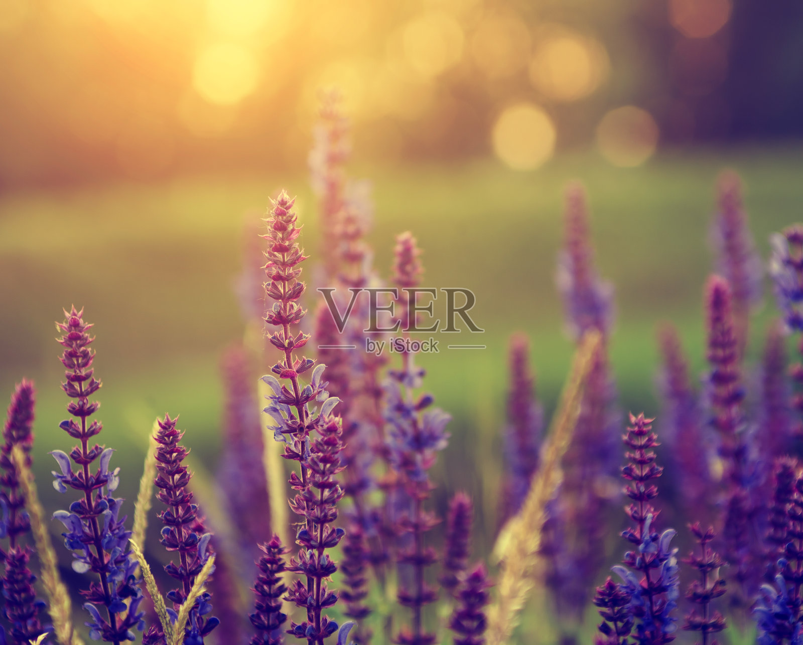 淡紫色的野花照片摄影图片