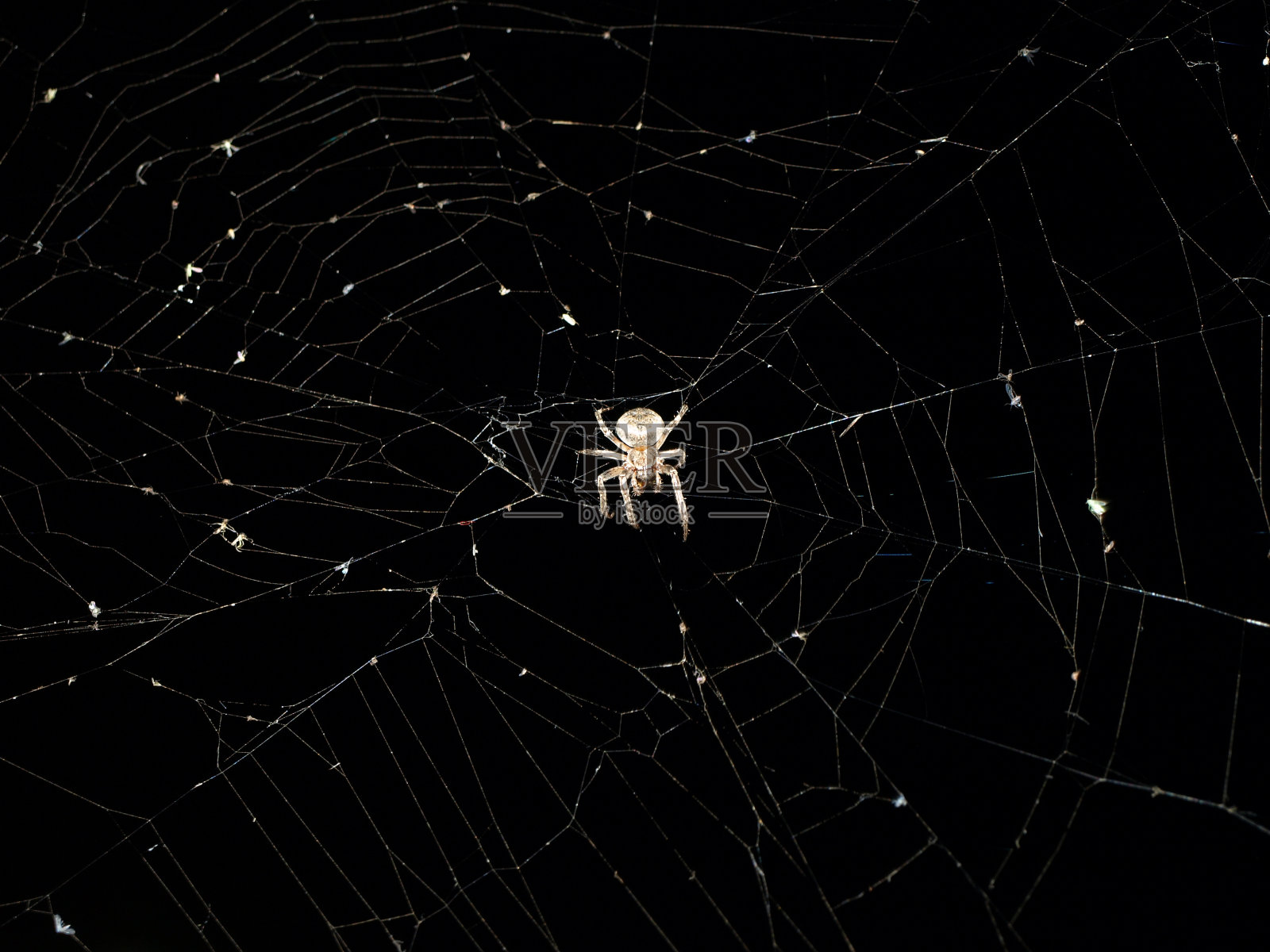 蜘蛛。宏观性质。花园蜘蛛的特写在自然的黑色背景。可怕的万圣节卡照片摄影图片