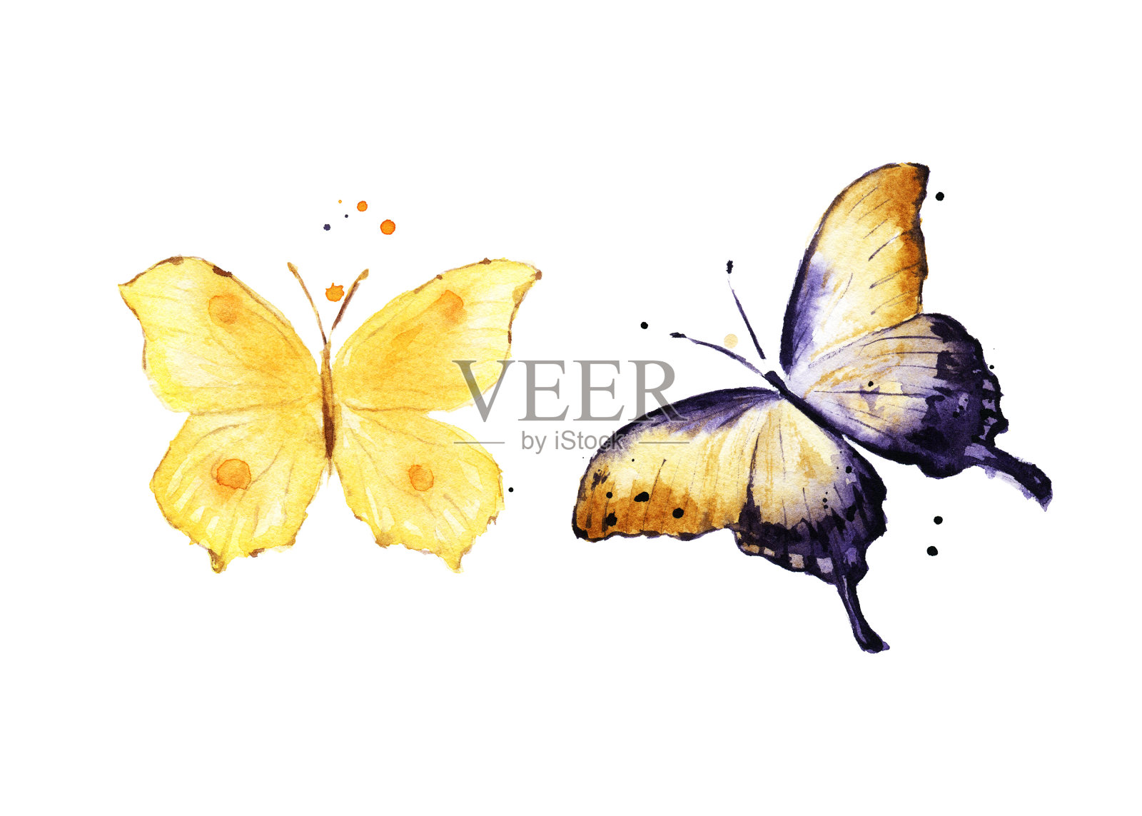 蝴蝶。水彩插画图片素材