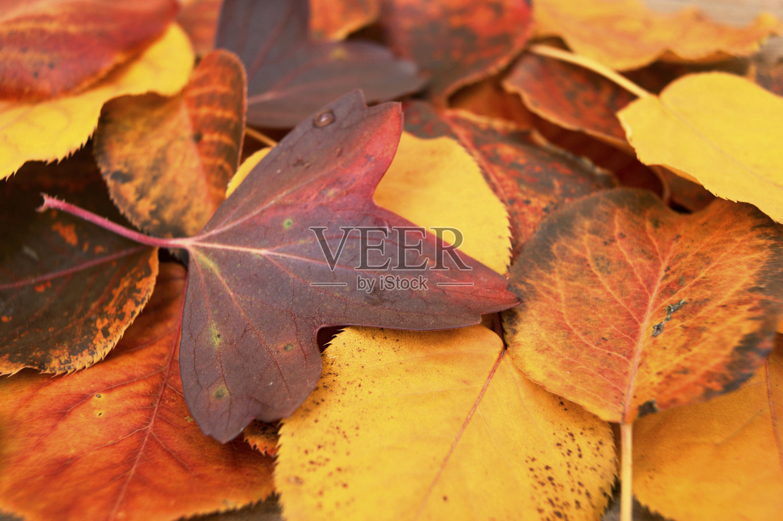 秋季床单的背景照片摄影图片