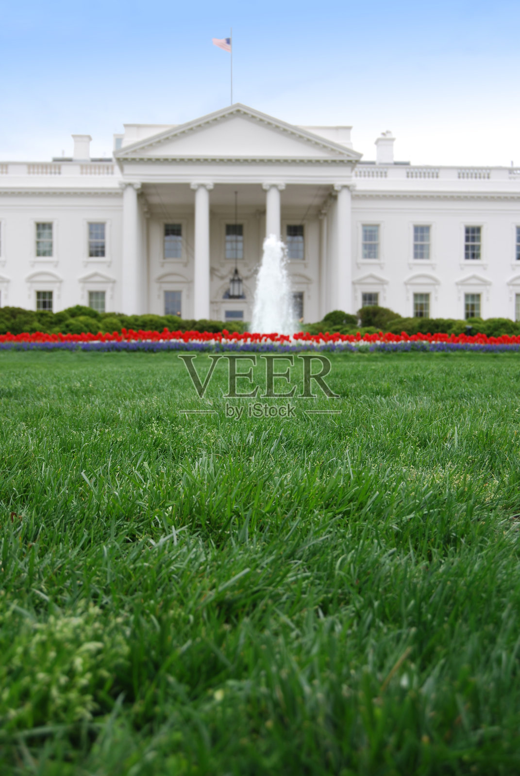 白宫草地的特写照片摄影图片