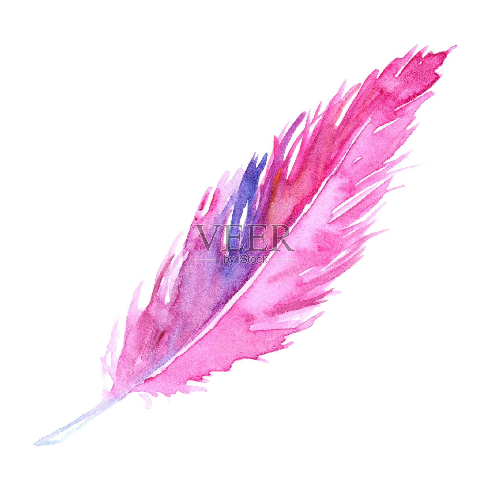 水彩粉红色紫色深红色紫罗兰鸟乡村的羽毛孤立插画图片素材