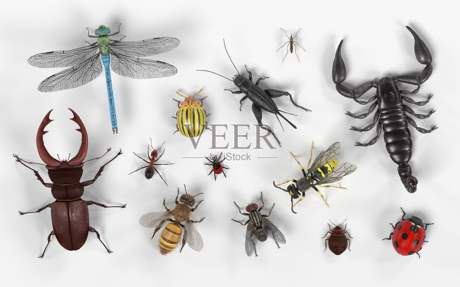 昆虫设计元素图片