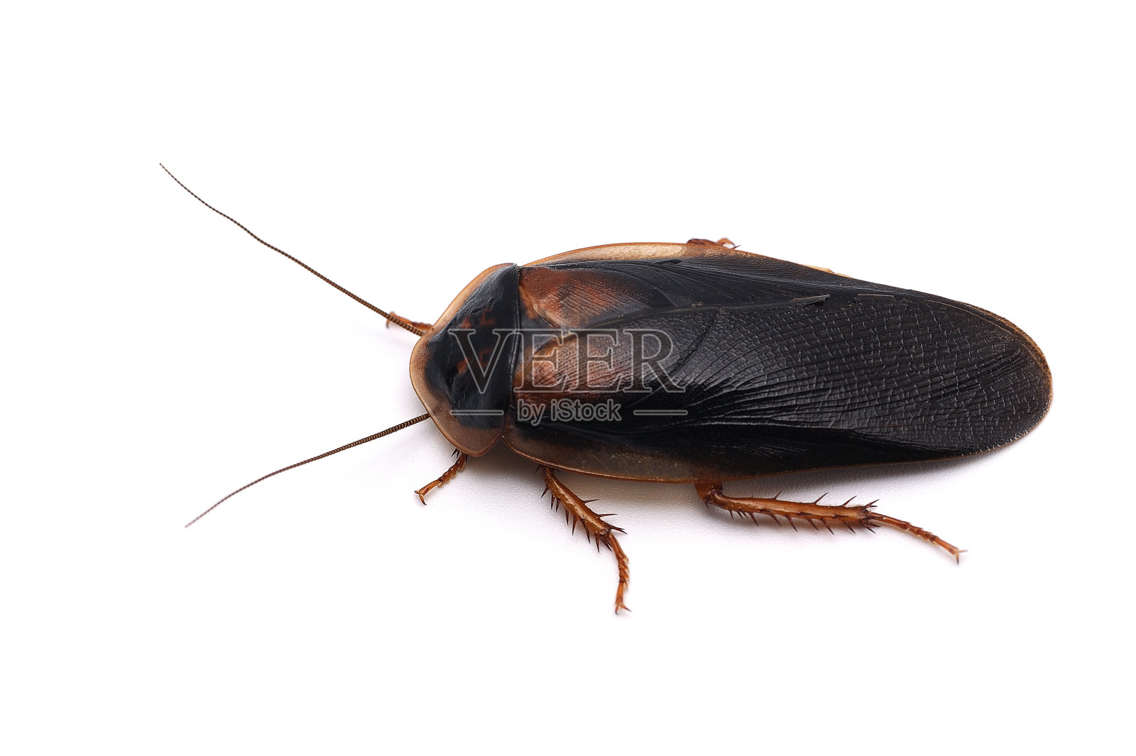 白色背景上孤立的巨型蟑螂照片摄影图片