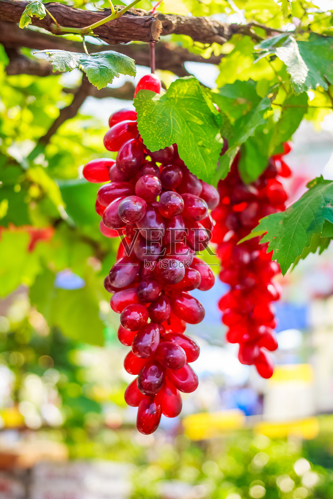 阳光明媚的夏日，葡萄园里成熟的红葡萄照片摄影图片