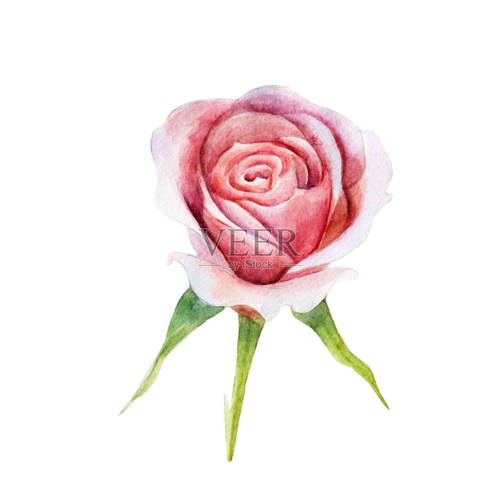 粉红色的玫瑰花孤立在白色的背景，水彩插图在手绘风格。插画图片素材