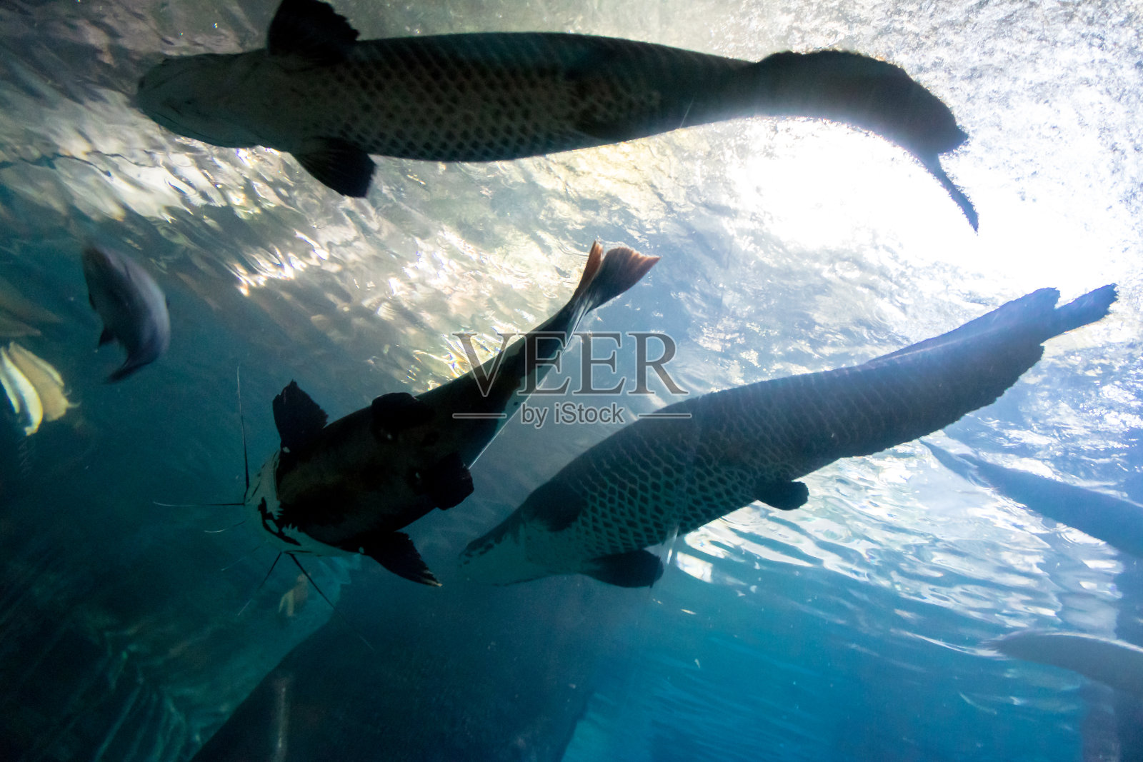 水下的底部和顶部剪影的大鲶鱼和海鲢照片摄影图片