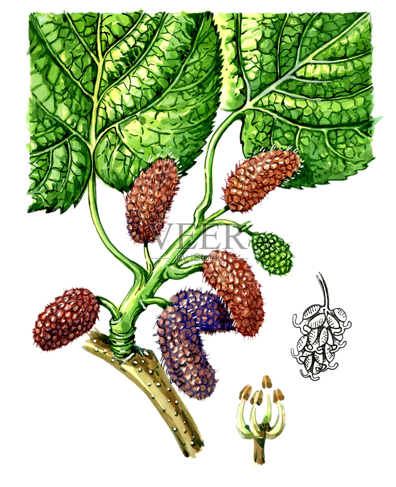 桑树(桑树)的果实和叶子。植物学插画图片素材