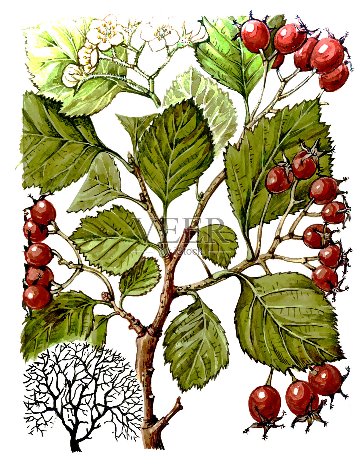 山楂的果实和叶子。植物学插画图片素材