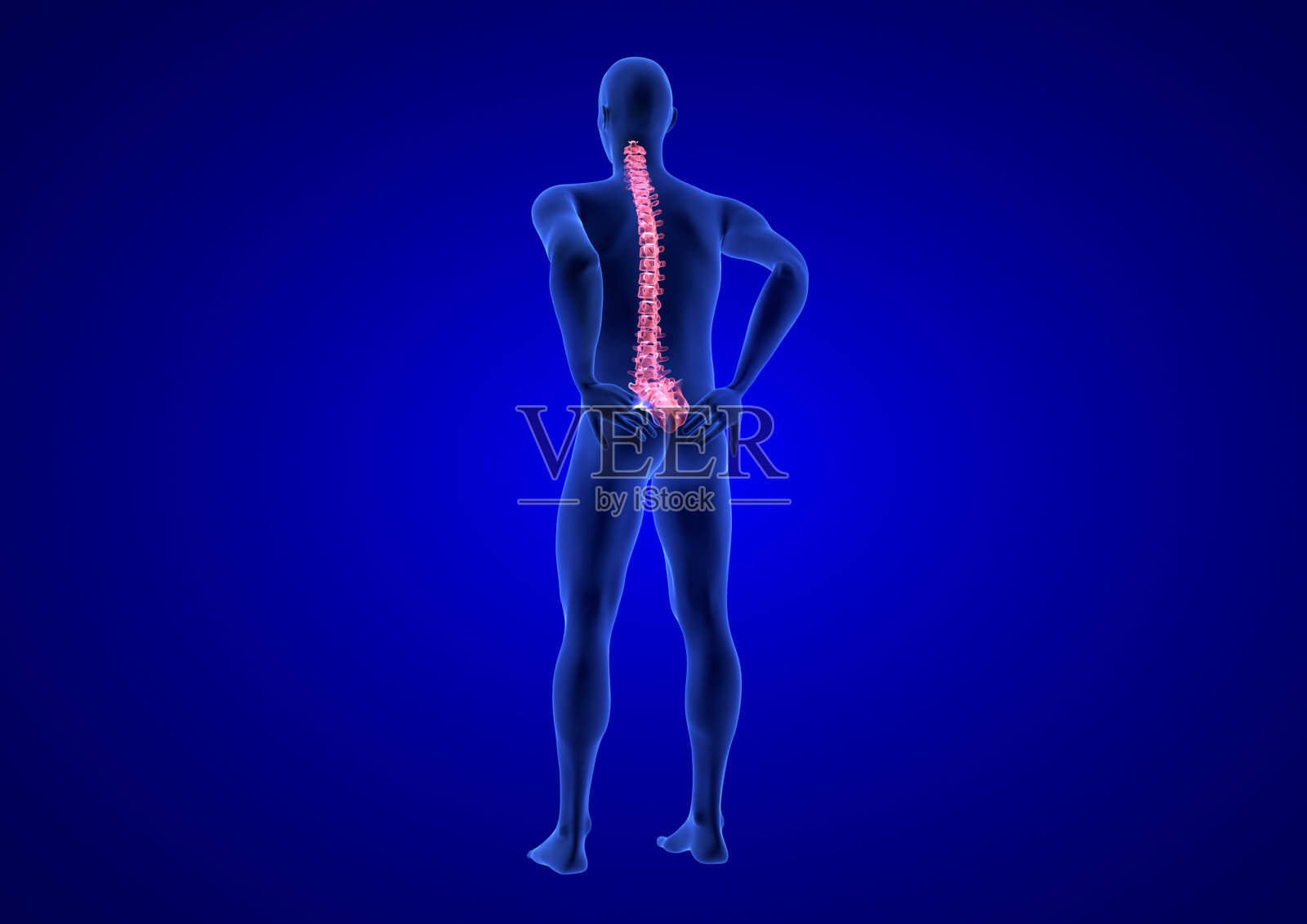 脊椎疼痛。蓝色人体解剖体3D渲染在蓝色背景照片摄影图片