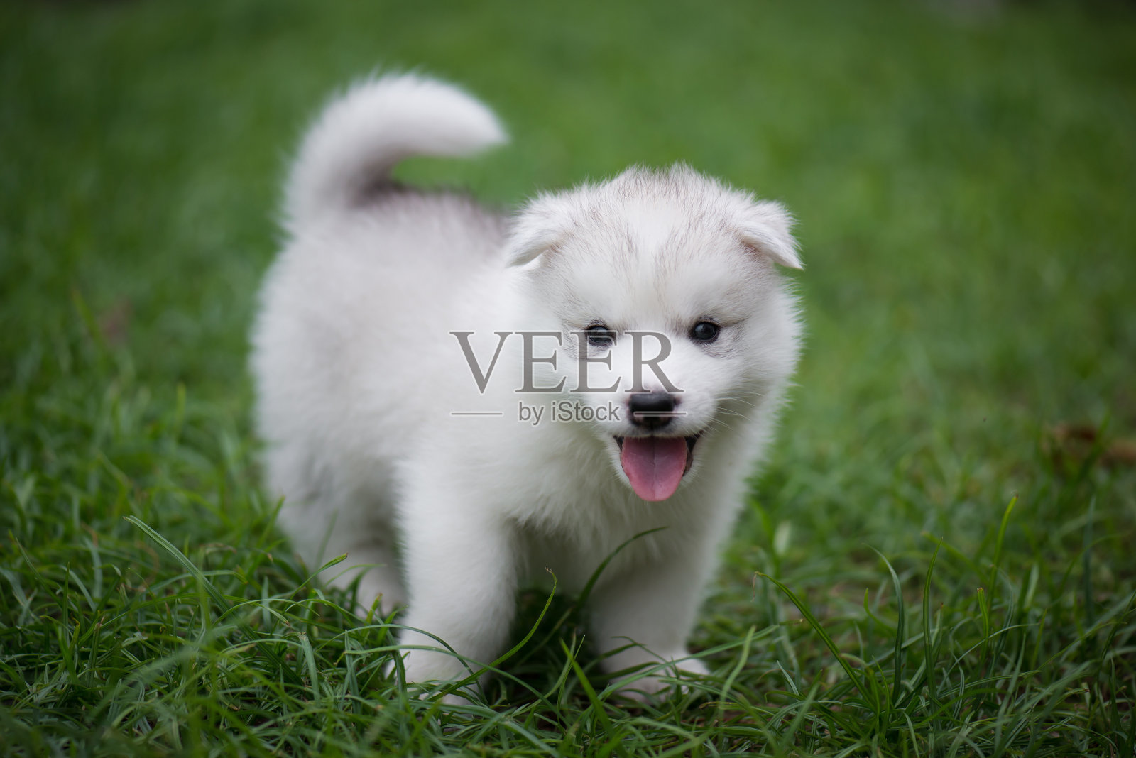 可爱的西伯利亚哈士奇小狗照片摄影图片