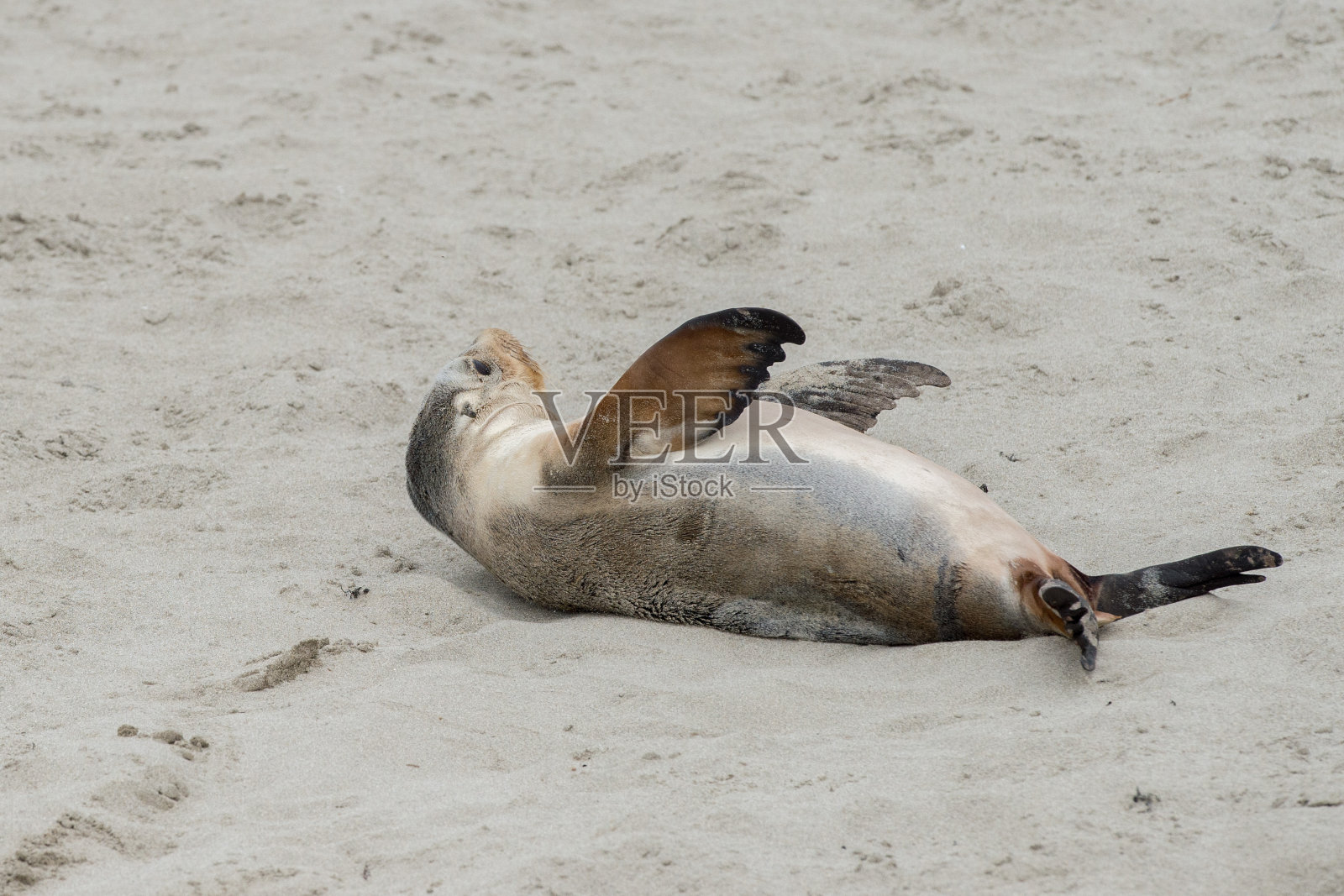 沙滩上的新生澳大利亚海狮照片摄影图片