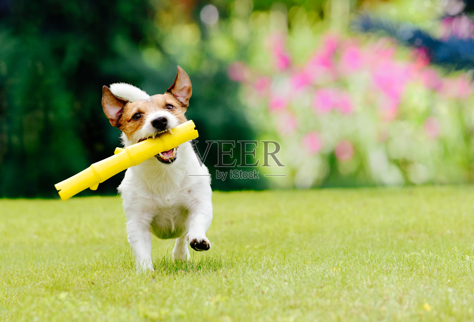 狗在夏天的草坪上跑取玩具棒照片摄影图片
