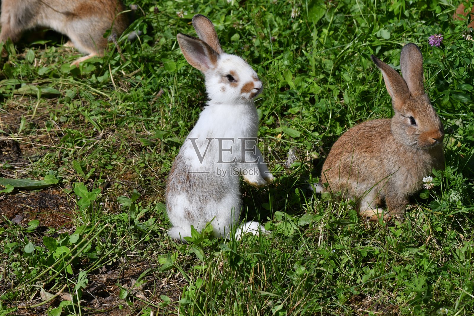 吃草的兔子照片摄影图片