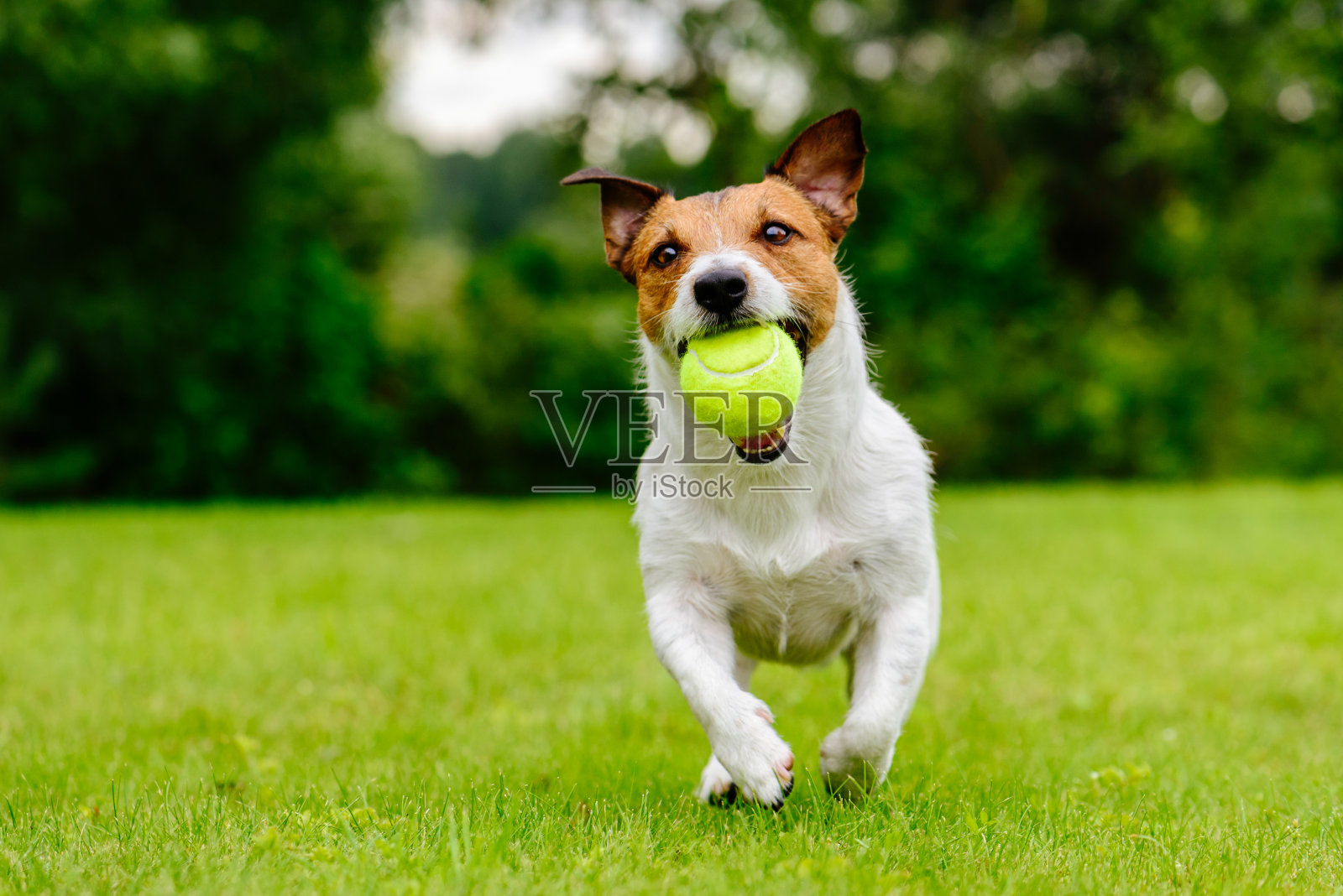 快乐的宠物狗在绿色的草地上玩球照片摄影图片