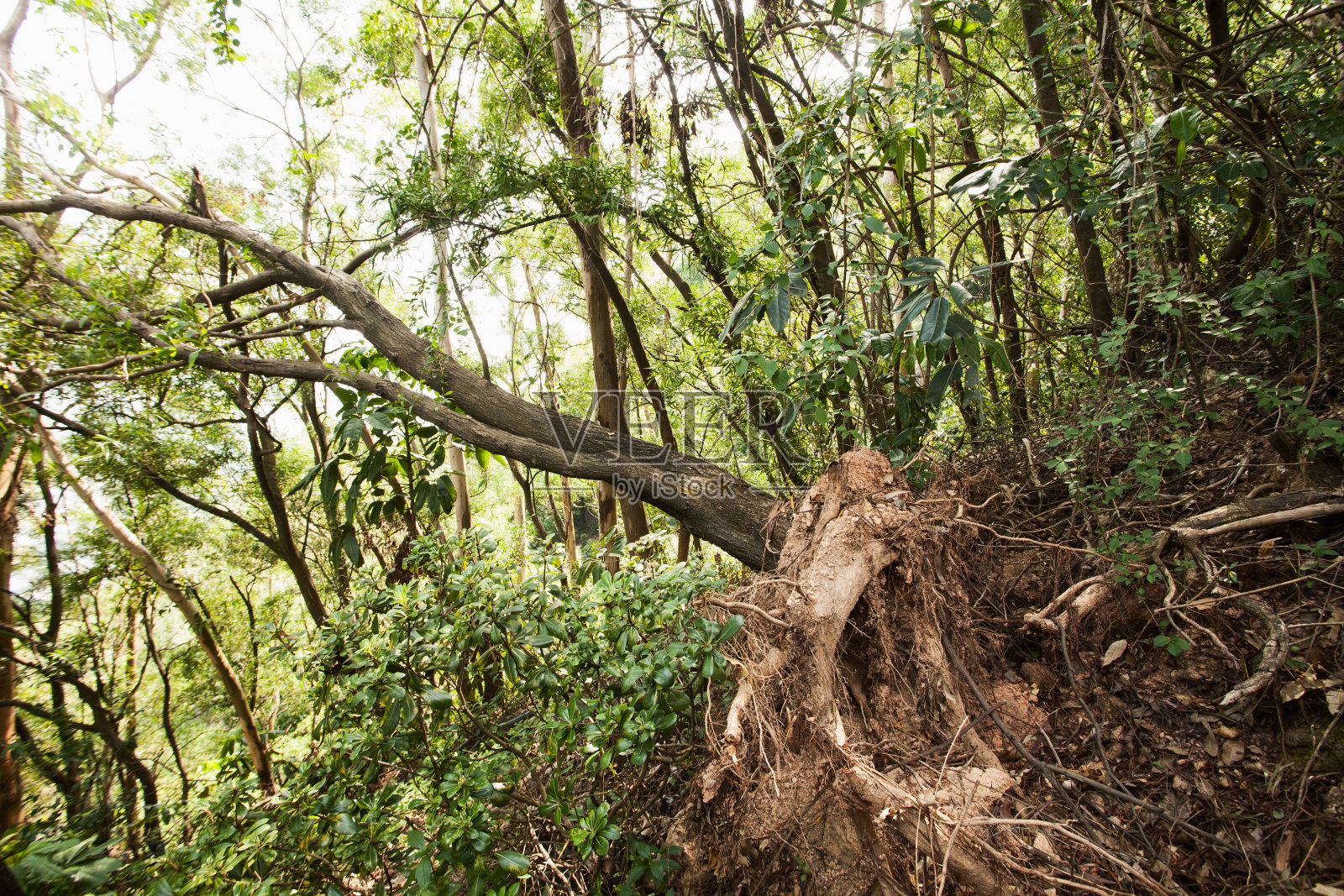 台风余波-倒下的树木照片摄影图片