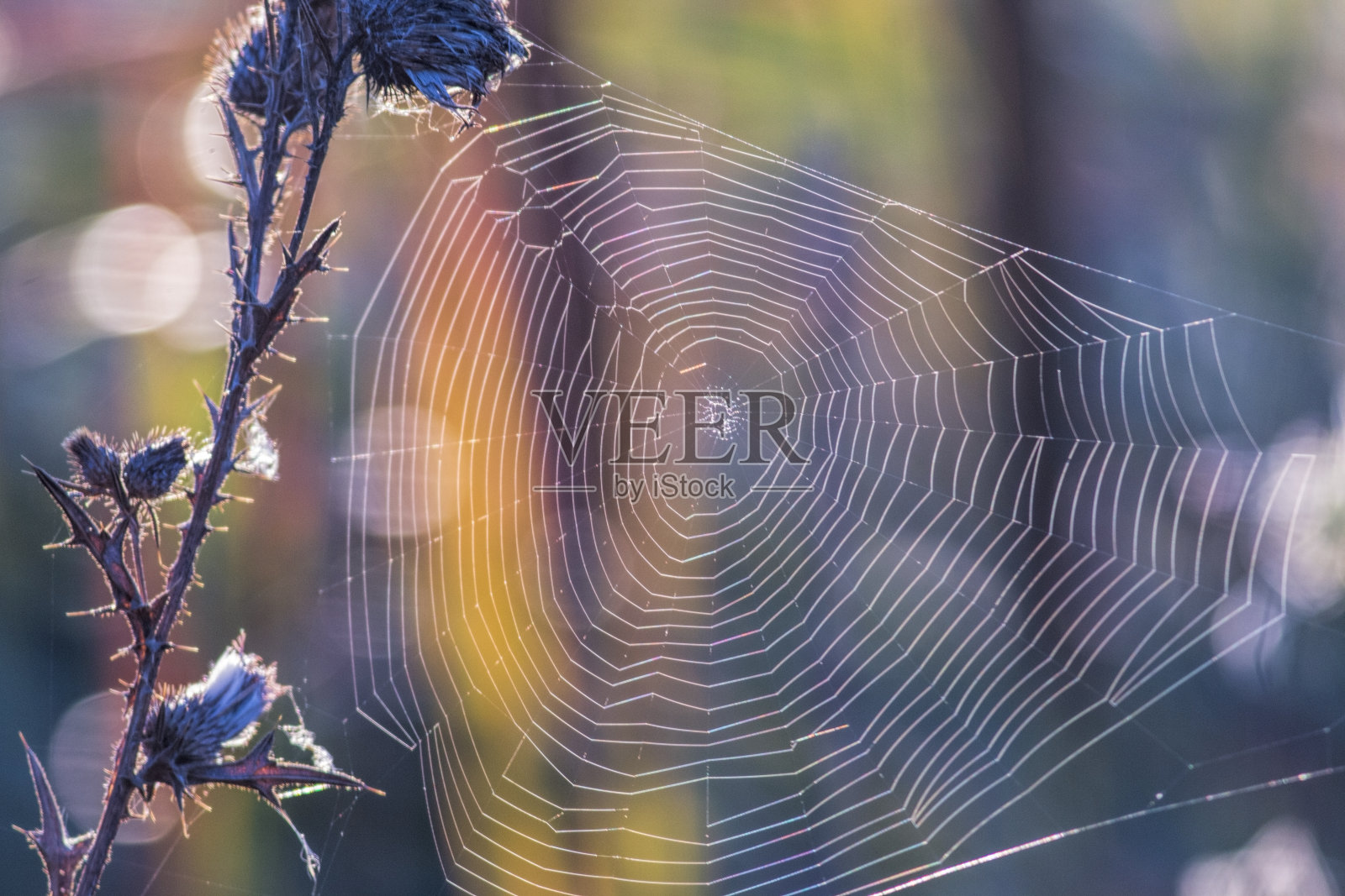 蜘蛛网和露水，秋天的照片照片摄影图片