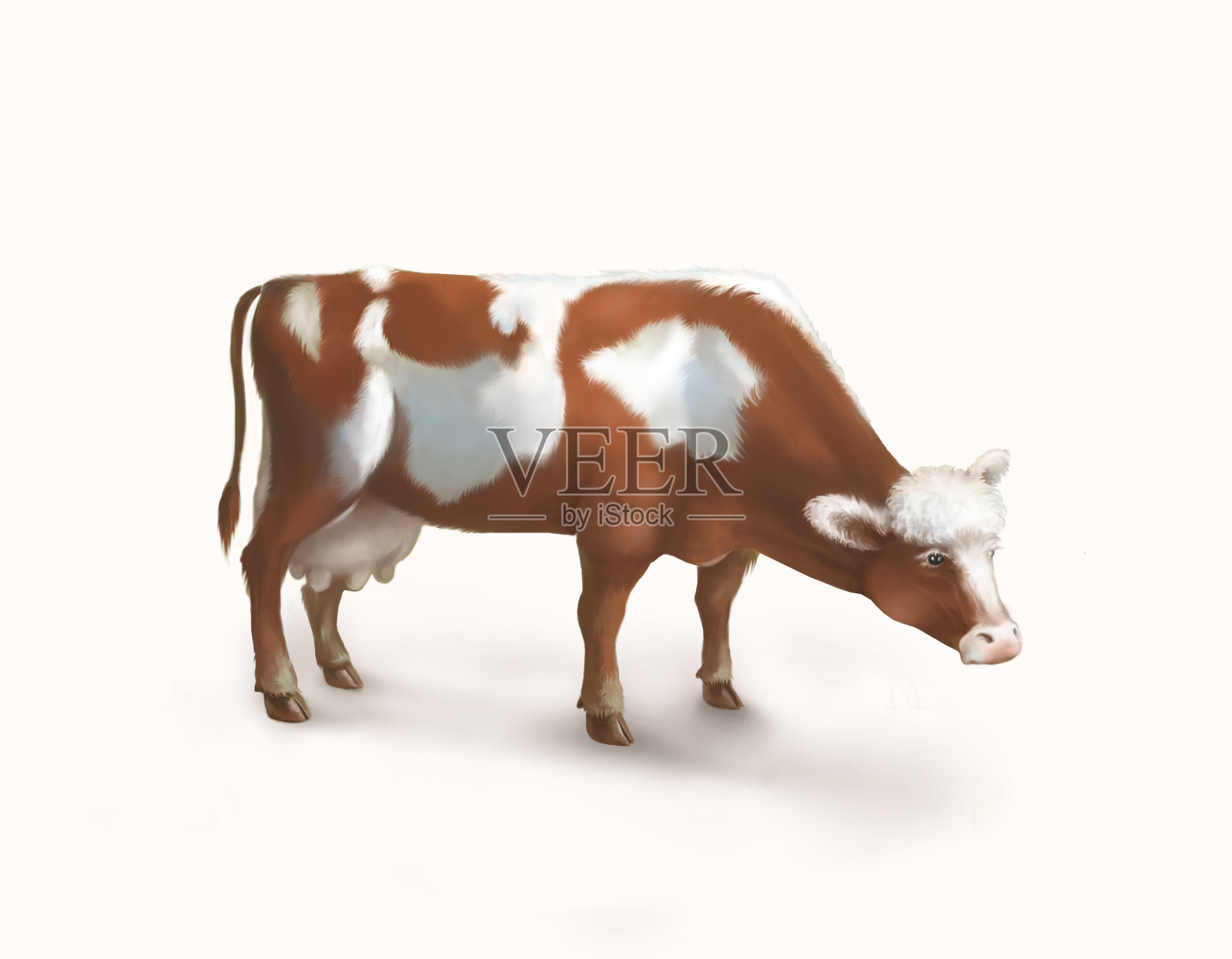 红色斑点母牛孤立在白色上。数码插图。设计元素图片