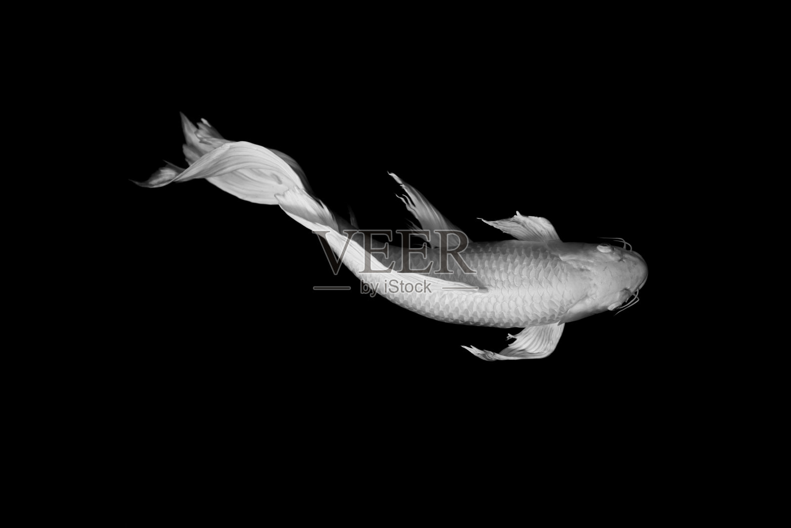 白色蝴蝶锦鲤在黑色背景禅宗艺术冷静的动物概念照片摄影图片