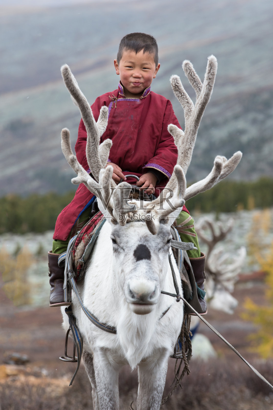 骑着自家驯鹿的小男孩。照片摄影图片