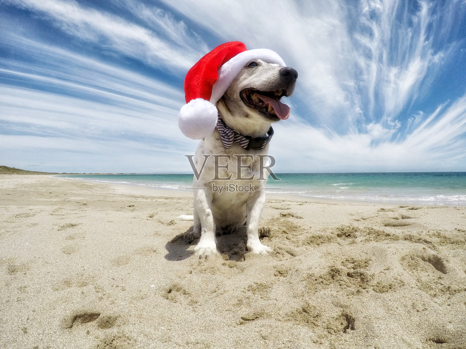 海滩上的圣诞狗照片摄影图片