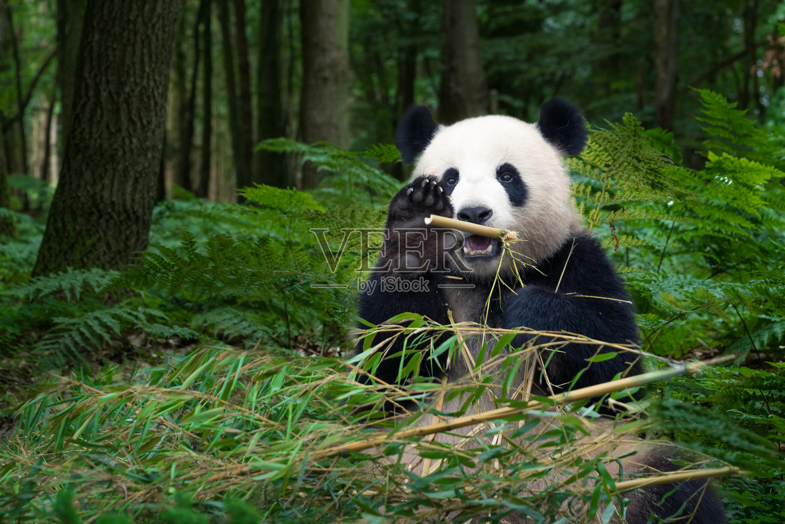大熊猫坐在雨林里照片摄影图片