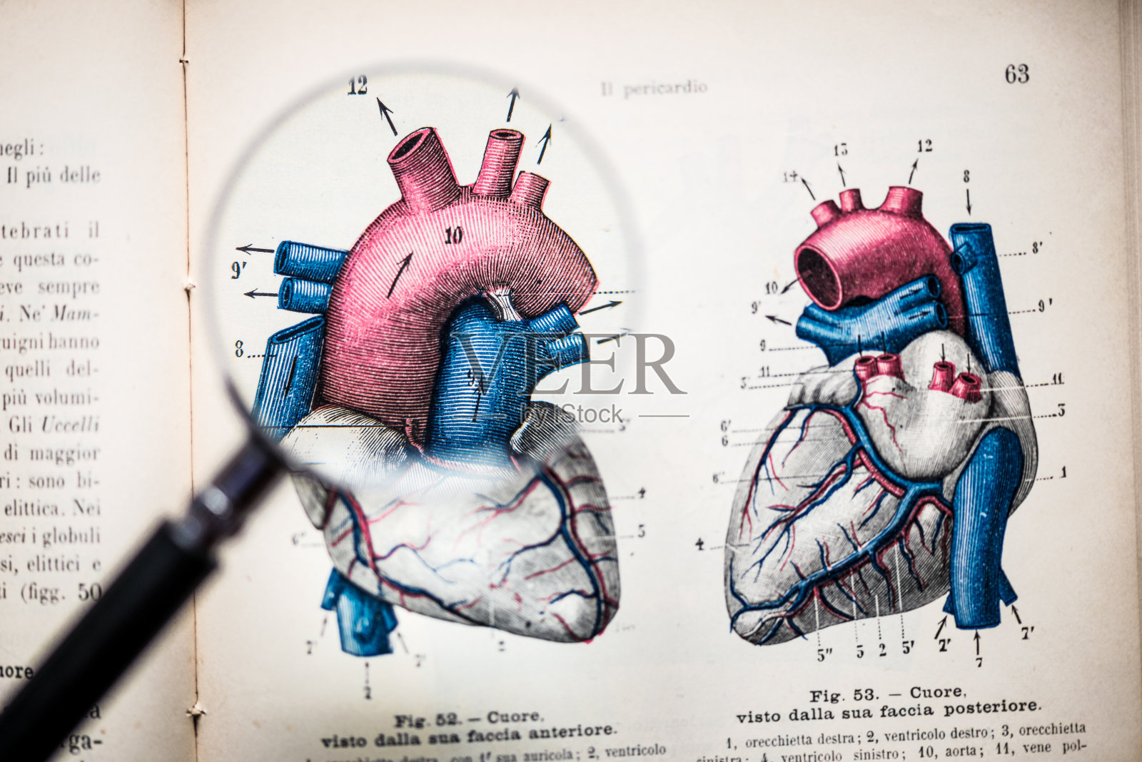 放大镜上的古董解剖书:心脏照片摄影图片