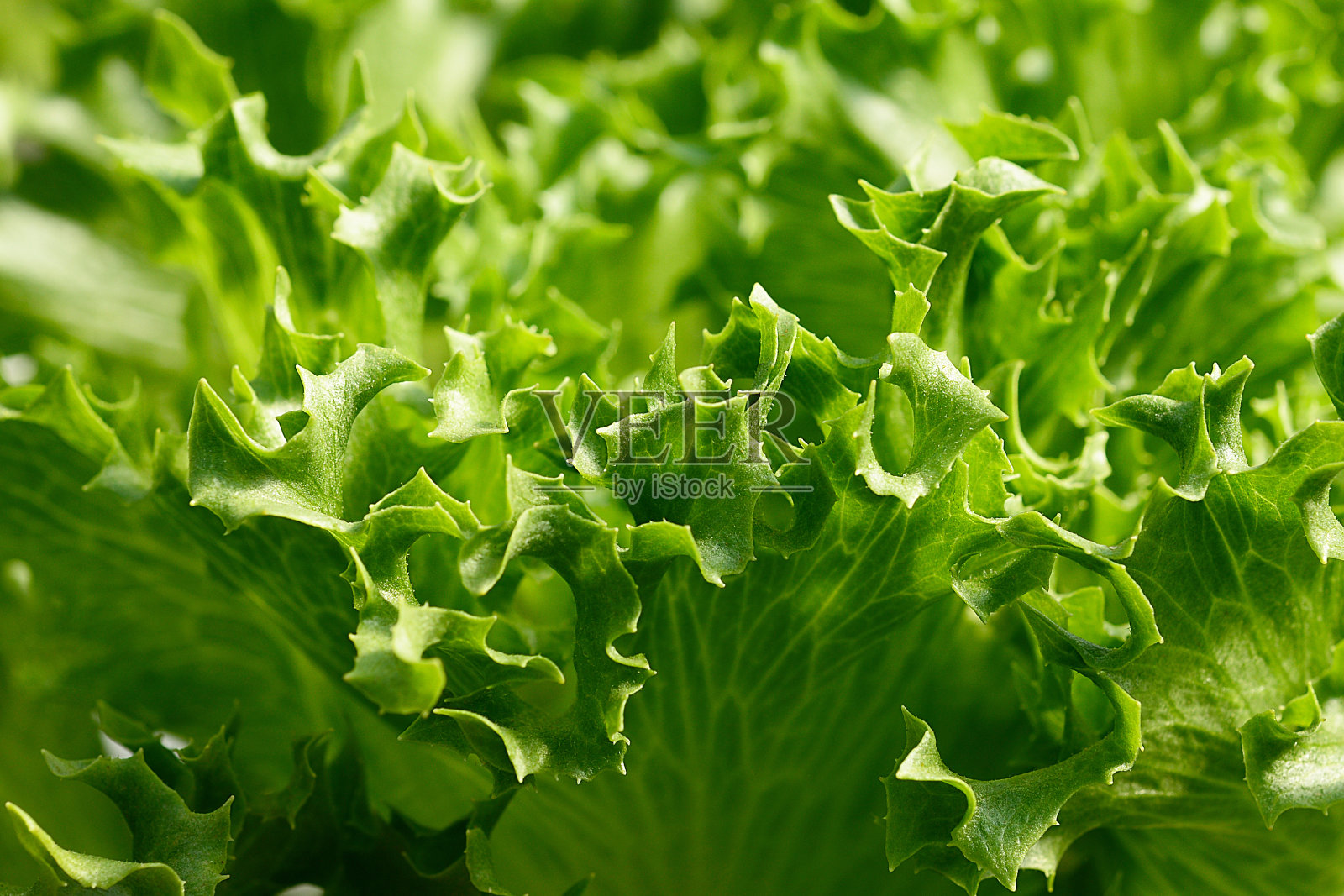 绿色背景。新鲜蔬菜，生菜水培。照片摄影图片