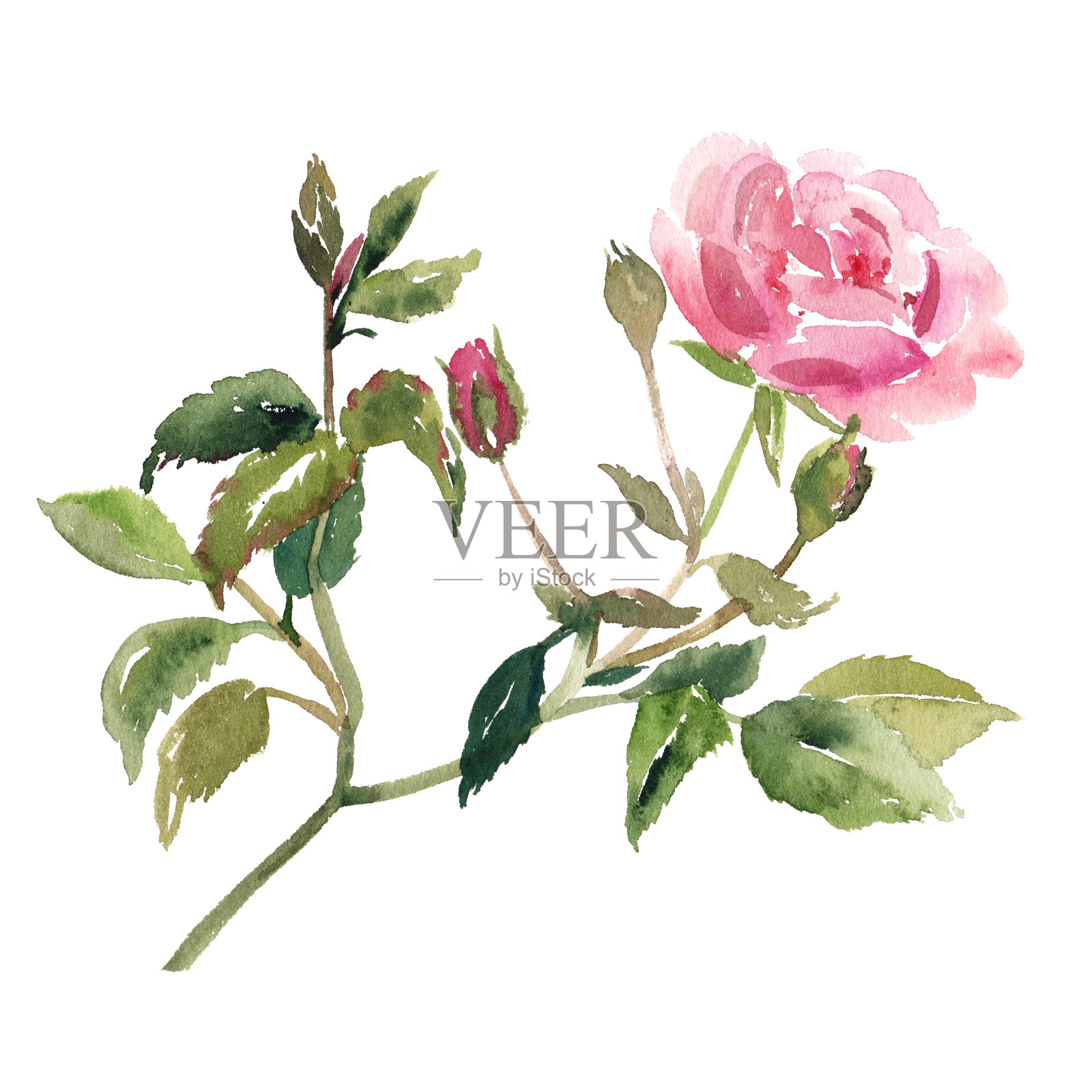 粉红色玫瑰花的水彩素描插图插画图片素材