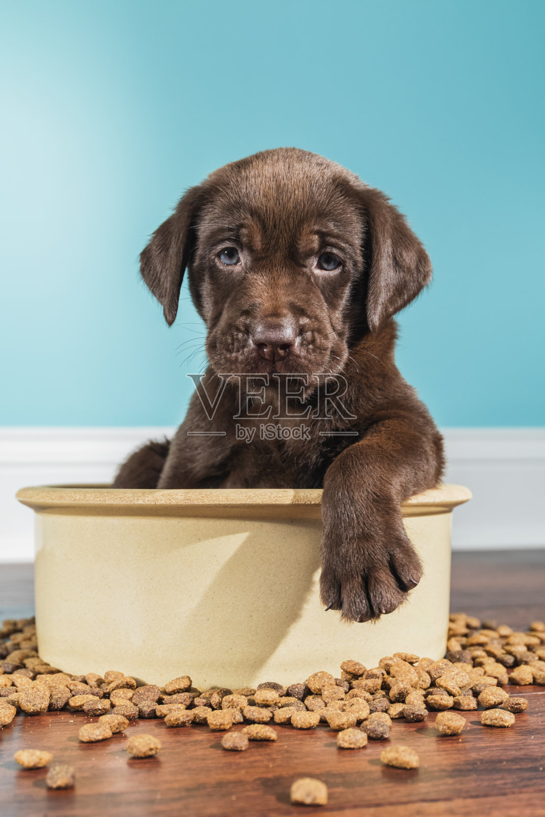 一只巧克力色的拉布拉多小狗坐在一个大狗碗里——5周大照片摄影图片