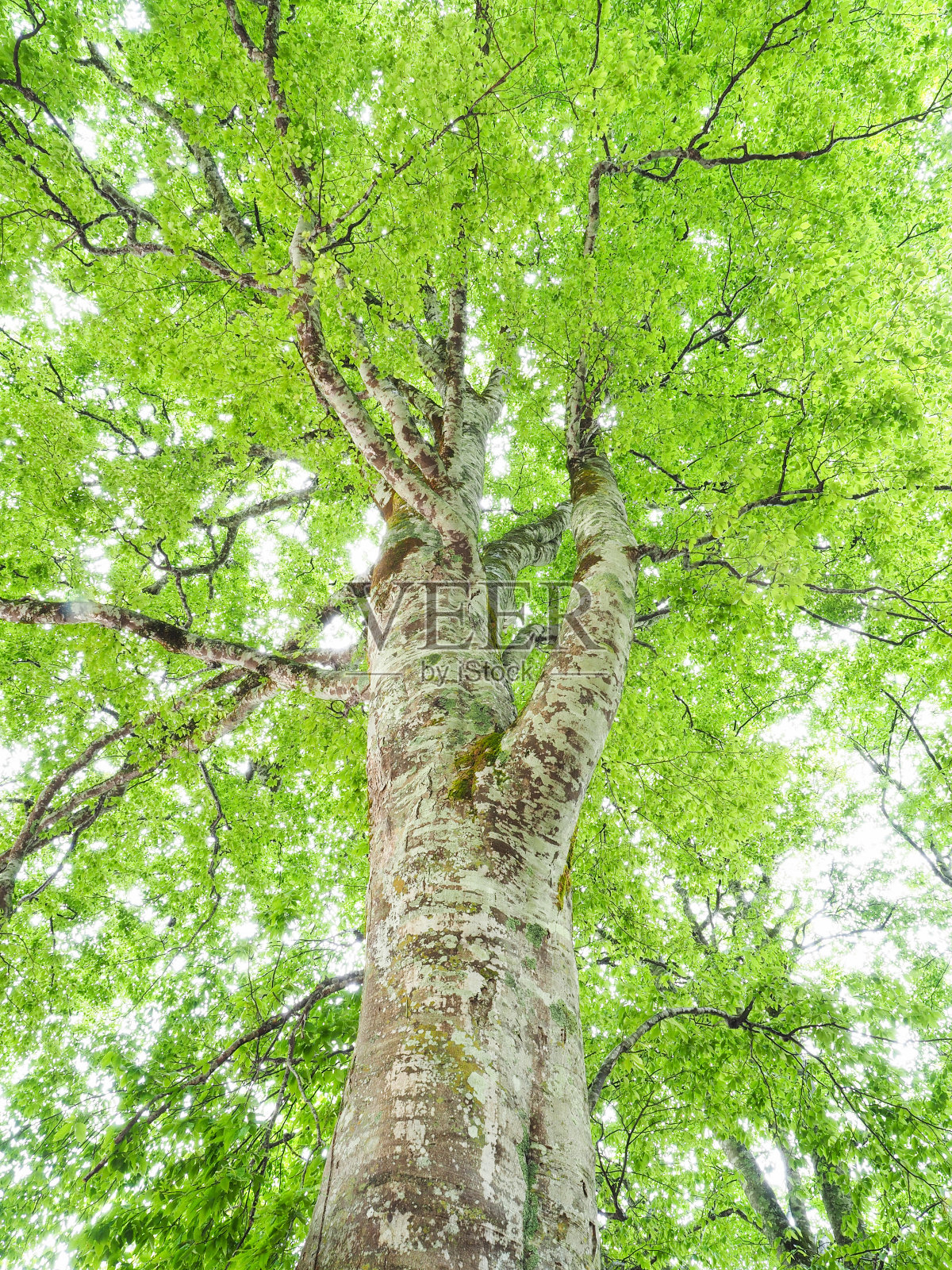 山毛榉大树照片摄影图片
